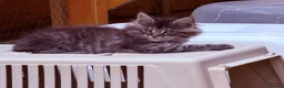 Maine Coon cats for sale: GCCF Fully Registered Maine Coon Kittens  - Advert 15
