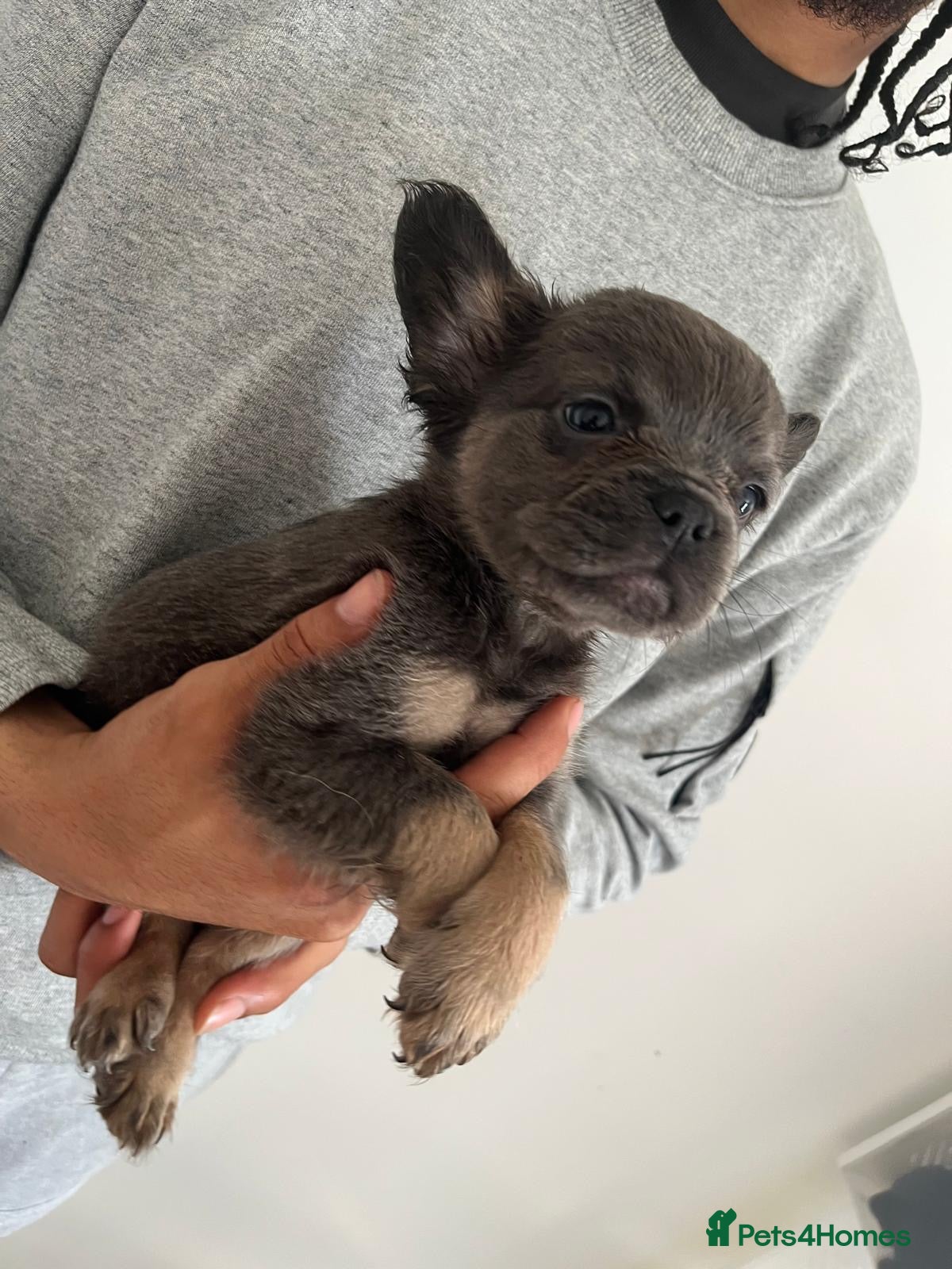 French Bulldog dogs for sale: French bulldogs for sale  - Advert 21