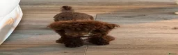 Miniature Poodle dogs for sale: Poodle Female in Basingstoke - Advert 4