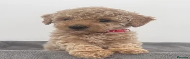 Mixed Breed Puppy 2