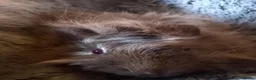 Guinea Pig rodents for sale: Baby Guinea Pigs for Sale - Ready Now. - Advert 11