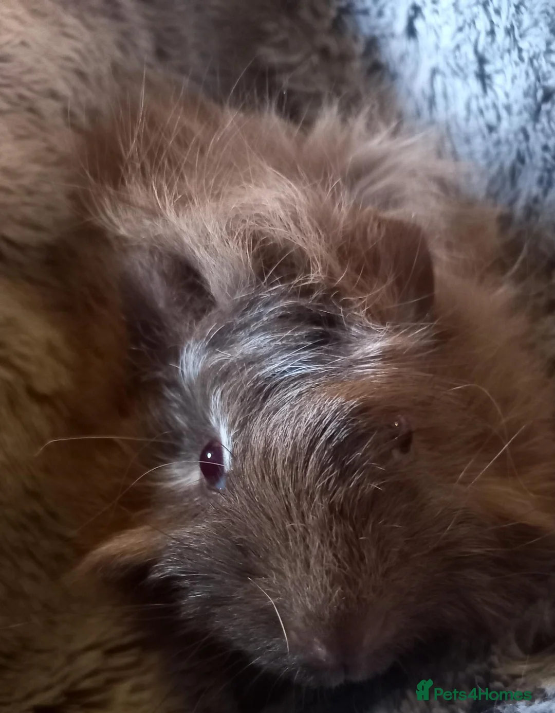 Guinea Pig rodents for sale: Baby Guinea Pigs for Sale - Ready Now. - Advert 11