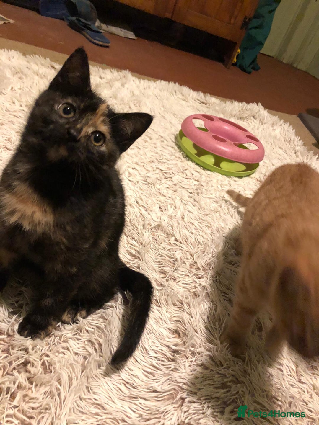 Mixed Breed cats for sale: 3 beautiful kittens looking for loving homes - Advert 4