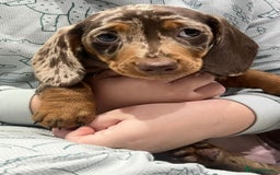 Miniature Dachshund dogs for sale: 🥰 Stunning Miniature Dachshunds 🥰 - Advert 14