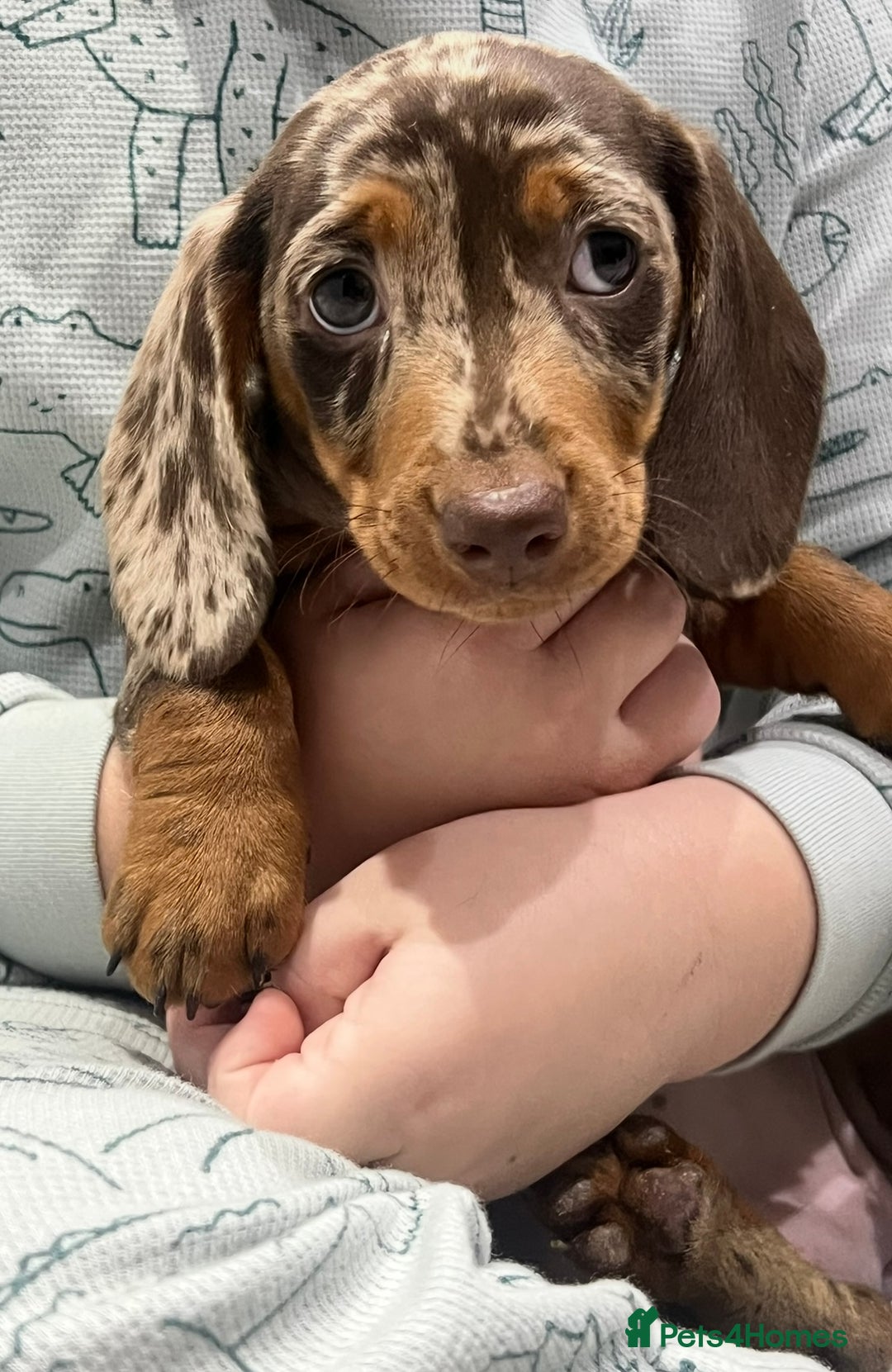 Miniature Dachshund dogs for sale: 🥰 Stunning Miniature Dachshunds 🥰 - Advert 14