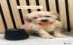 Cockapoo dogs for sale: F1b toy cockapoo puppies - Image 30