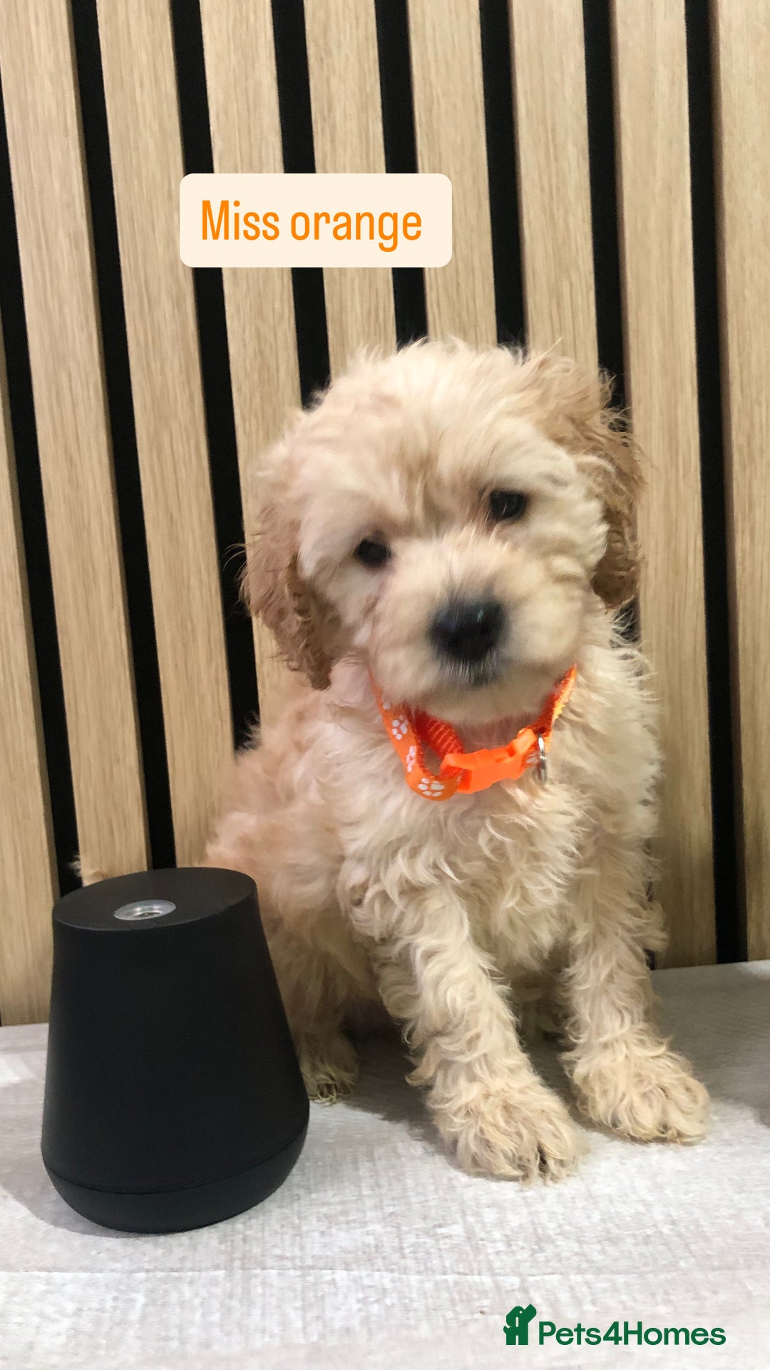 Cockapoo dogs for sale: F1b toy cockapoo puppies - Image 30