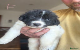 Pyrenean Mastiff dogs for sale: KC registered Pyrenean Mastiffs - Image 15