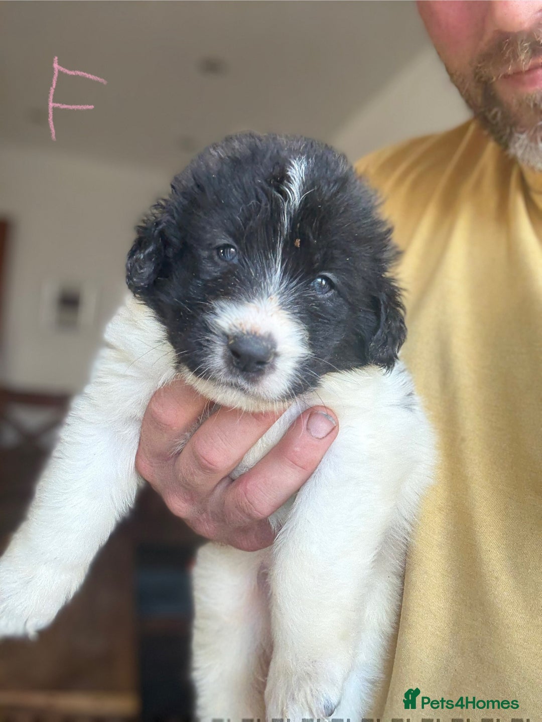 Pyrenean Mastiff dogs for sale: KC registered Pyrenean Mastiffs - Image 15