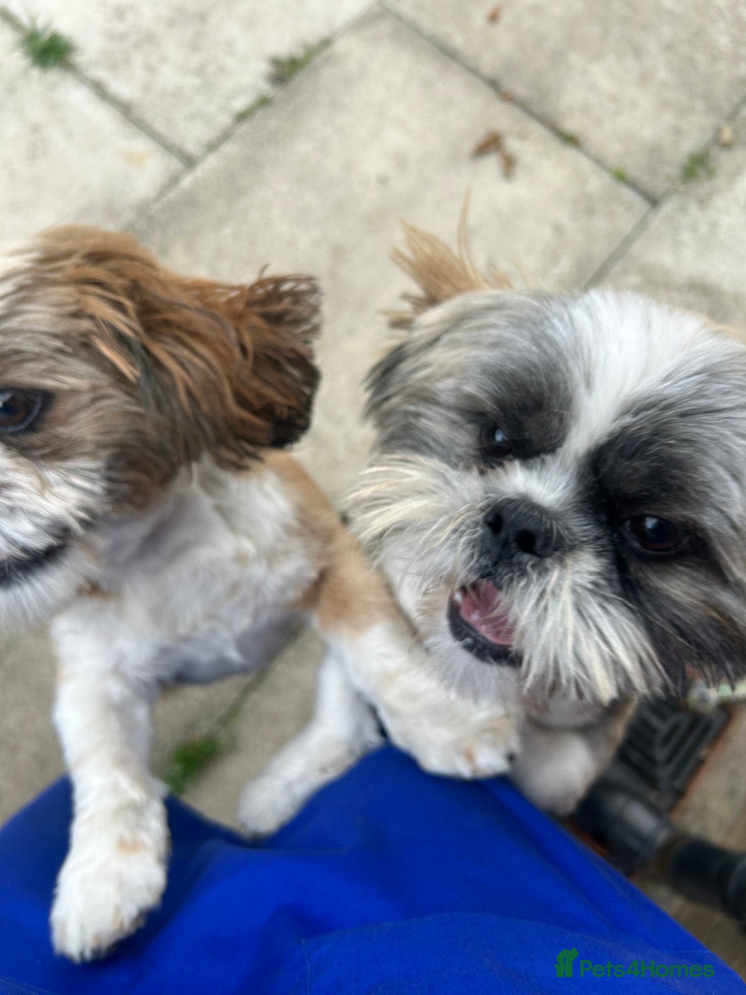 Shih Tzu dogs for sale: 2 male shih tzu - Image 3