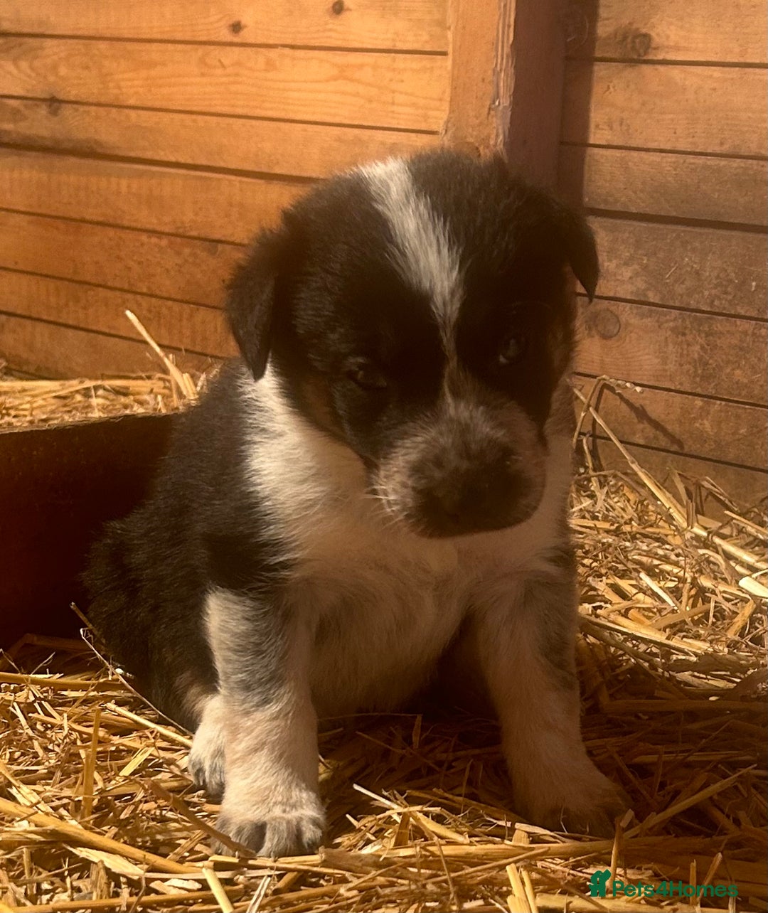 Border Collie dogs for sale: Gorgeous Border Collie - Advert 5