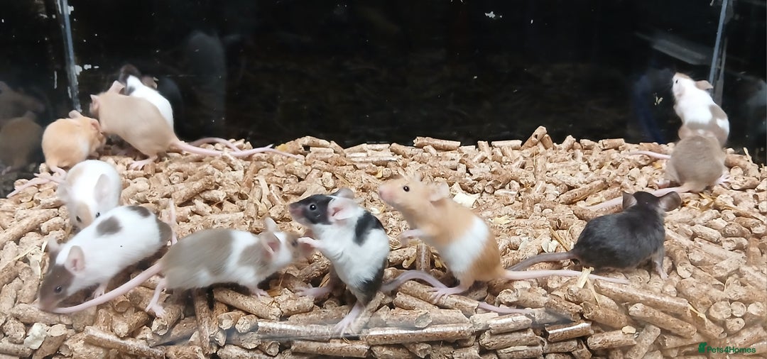 Mouse rodents for sale: Baby Fancy Mice Females  - Advert 1