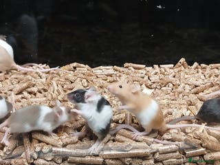 Mouse rodents Baby Fancy Mice Females - Advert 18