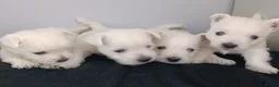 West Highland Terrier dogs for sale: RKC west highland white terrier puppies  - Advert 4