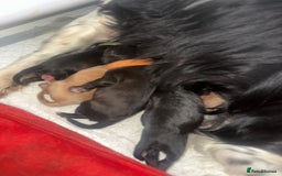 Cavapoo dogs for sale: F1 cavapoo puppies heath tested  - Image 11