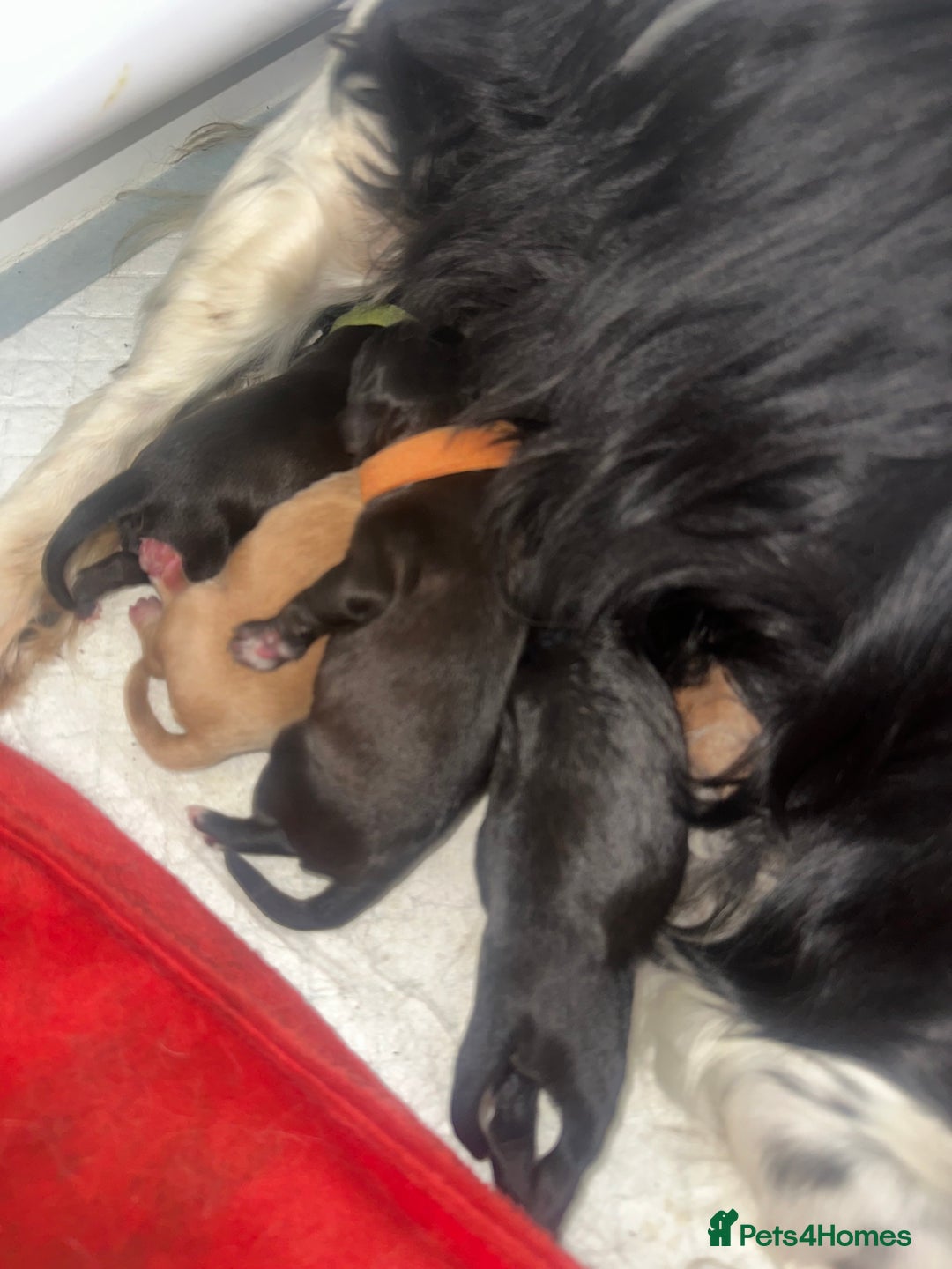 Cavapoo dogs for sale: F1 cavapoo puppies heath tested  - Image 11