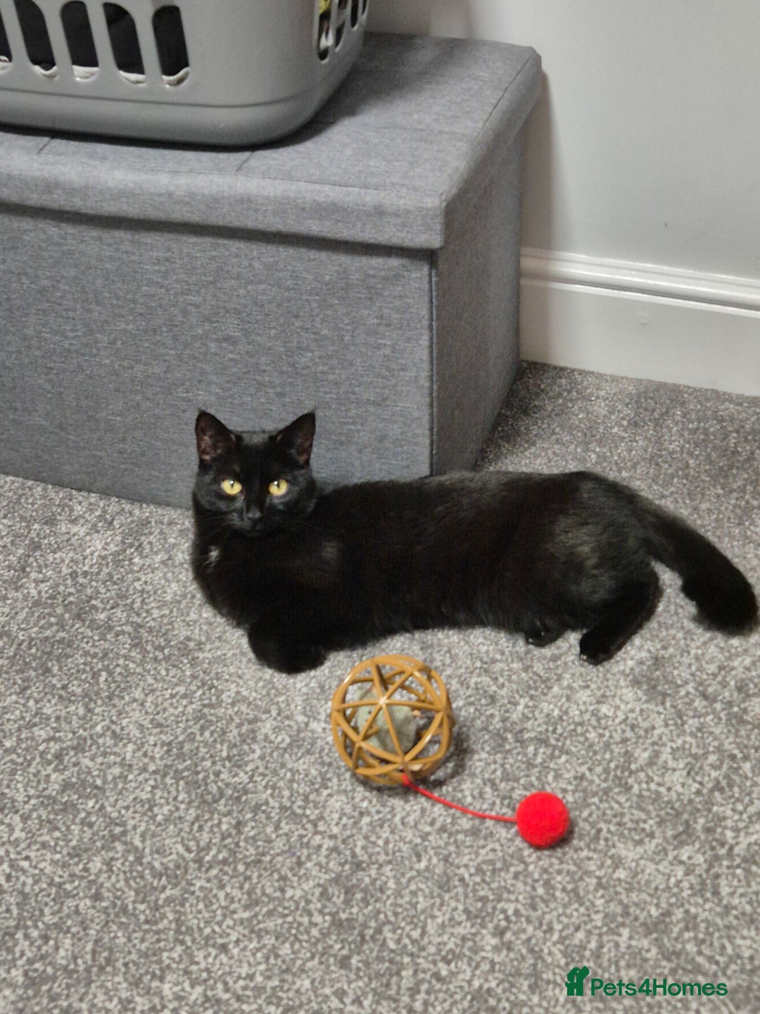 Mixed Breed cats for sale: Black cat  - Advert 6