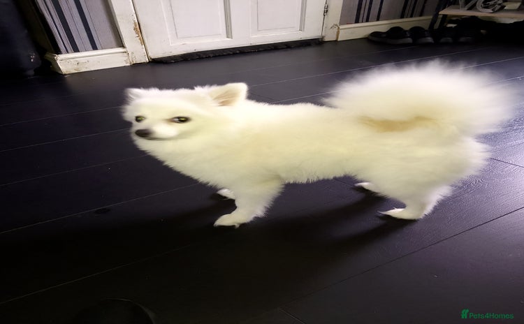 Pomeranian dogs - Advert 2