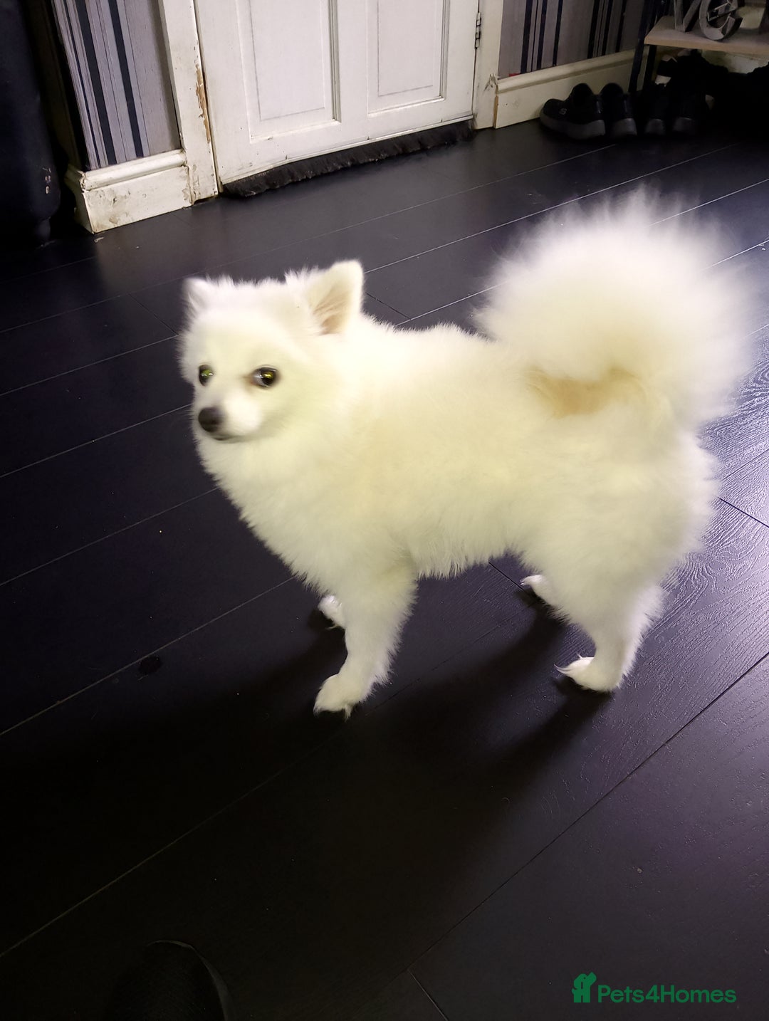 Pomeranian dogs for sale: Pomeranian  - Image 1