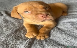 Dogue De Bordeaux dogs for sale: Kc registered Dogue de bordeaux puppies  - Image 33
