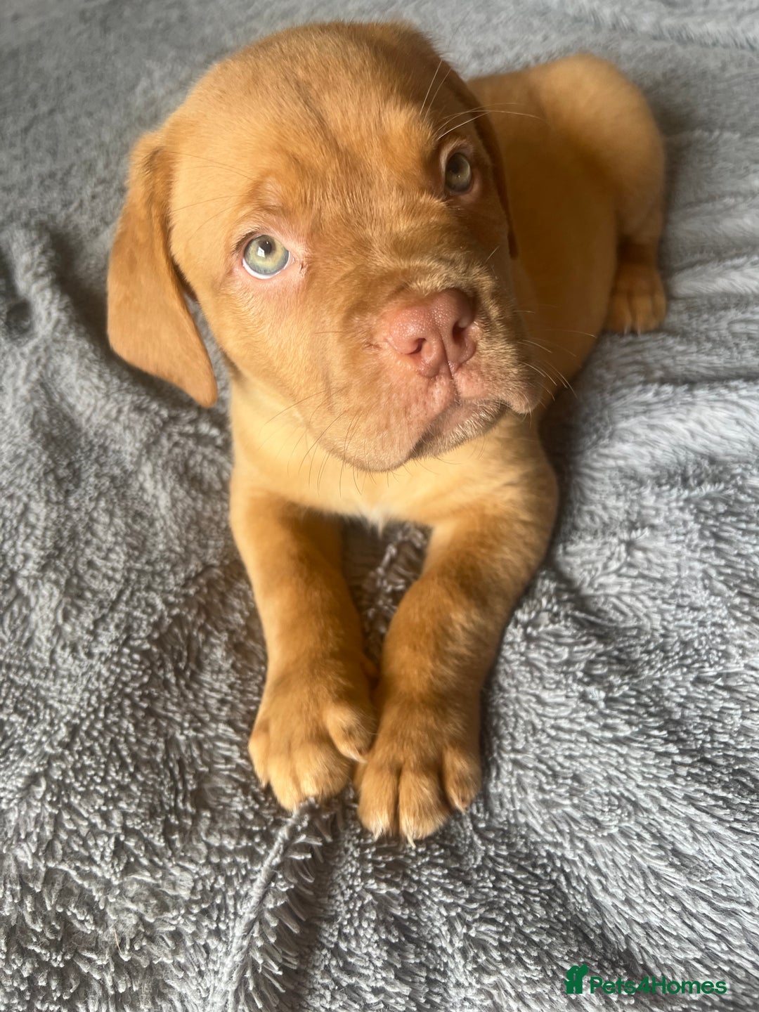 Dogue De Bordeaux dogs for sale: Kc registered Dogue de bordeaux puppies  - Image 33