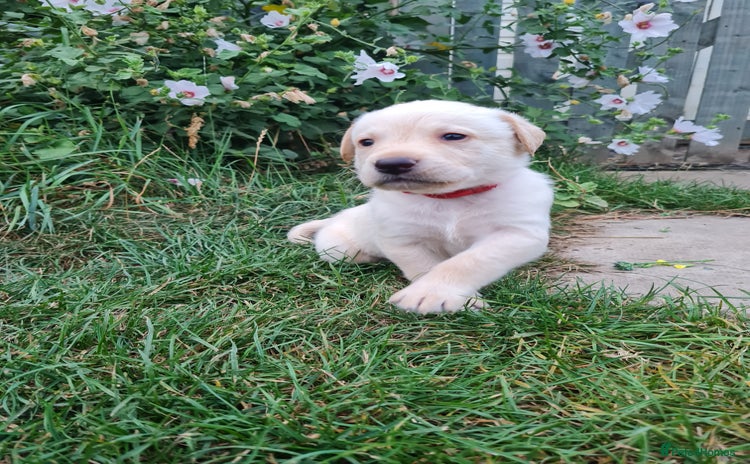 Labrador Retriever dogs - Advert 7