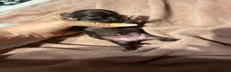 Chihuahua dogs for sale: Rare stunning chocolate chihuahua  - Advert 5