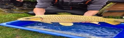 Koi Carp fish for sale: Pond closure - Advert 1