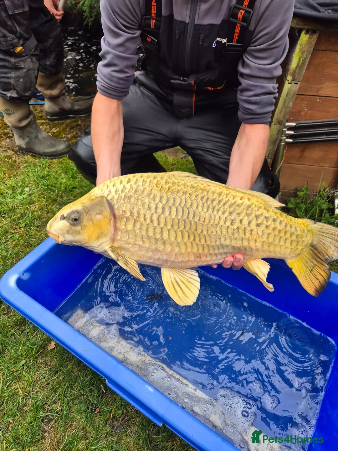Koi Carp fish for sale: Pond closure - Advert 1
