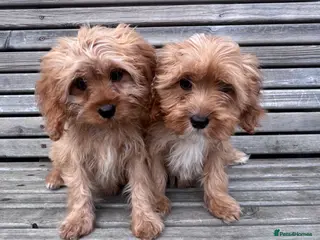 Cavapoo dogs Beautiful cavapoos - Advert 5