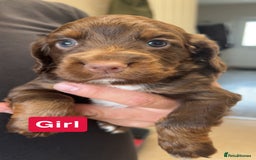 Cocker Spaniel dogs for sale: stunning cocker spaniel puppies - Image 4