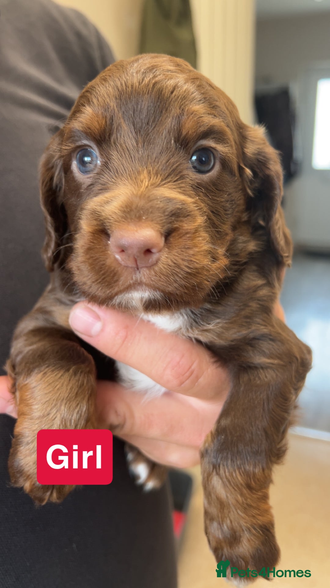 Cocker Spaniel dogs for sale: stunning cocker spaniel puppies - Image 4