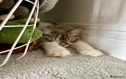 RagaMuffin cats for sale: 2 year old Ragamuffin sisters to loving home - Image 11