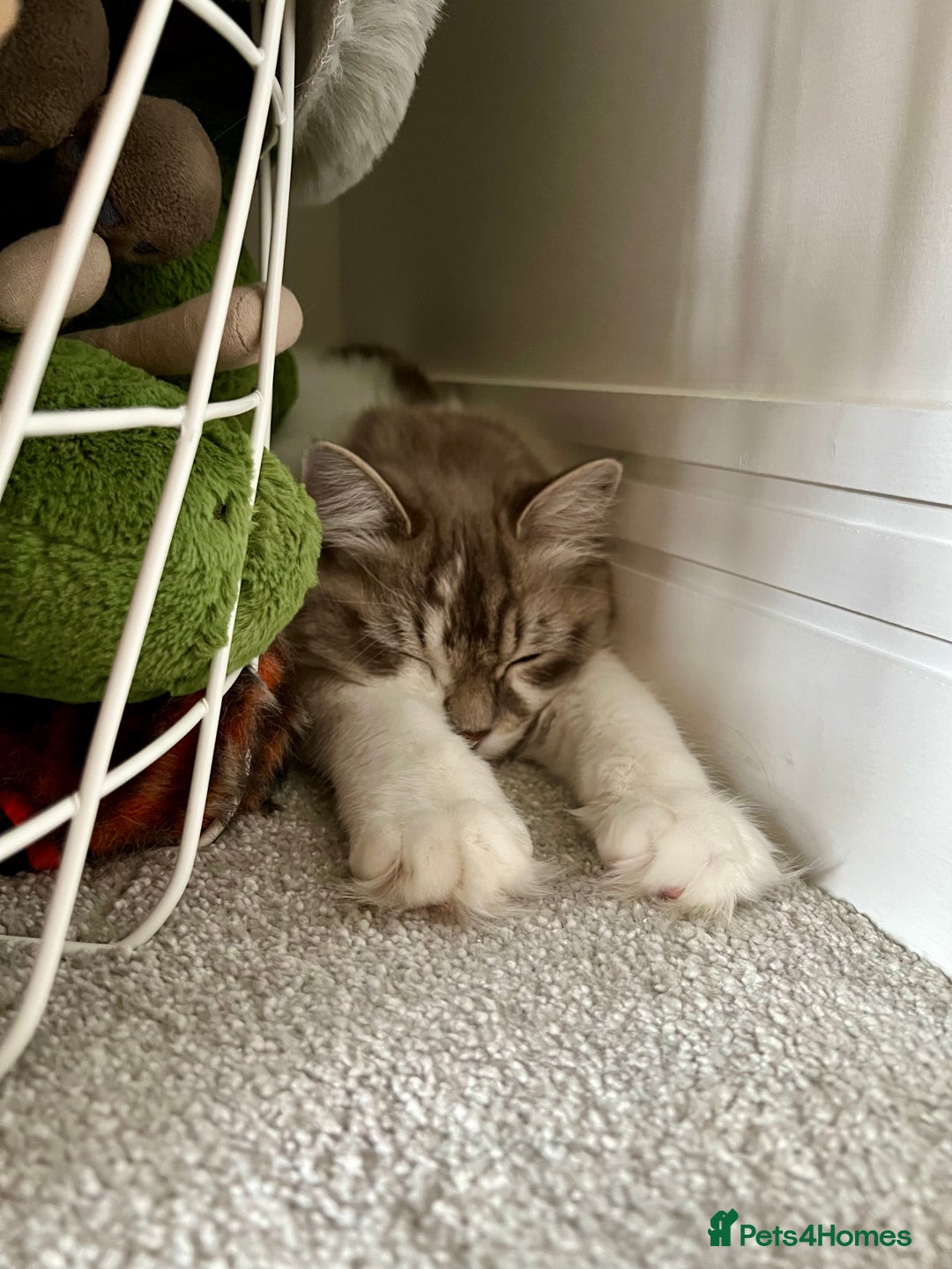 RagaMuffin cats for sale: 2 year old Ragamuffin sisters to loving home - Image 11