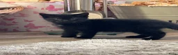 Mixed Breed cats for sale: Persian cross kittens  - Advert 4