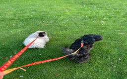 Shih Tzu dogs for sale: Shih tzu + Pekingese  - Image 4