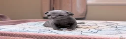 Devon Rex cats for sale: Beautiful blue boy!!!!! - Advert 1