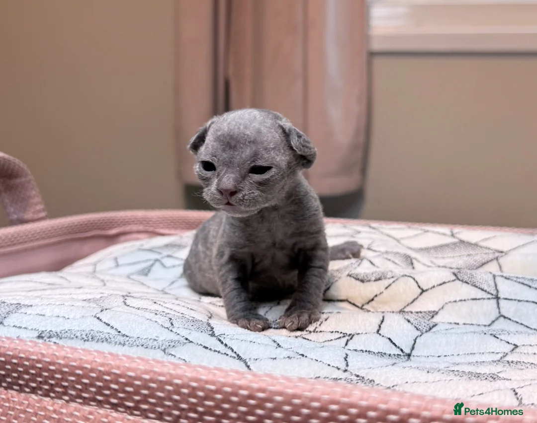 Devon Rex cats for sale: Beautiful blue boy!!!!! - Advert 1