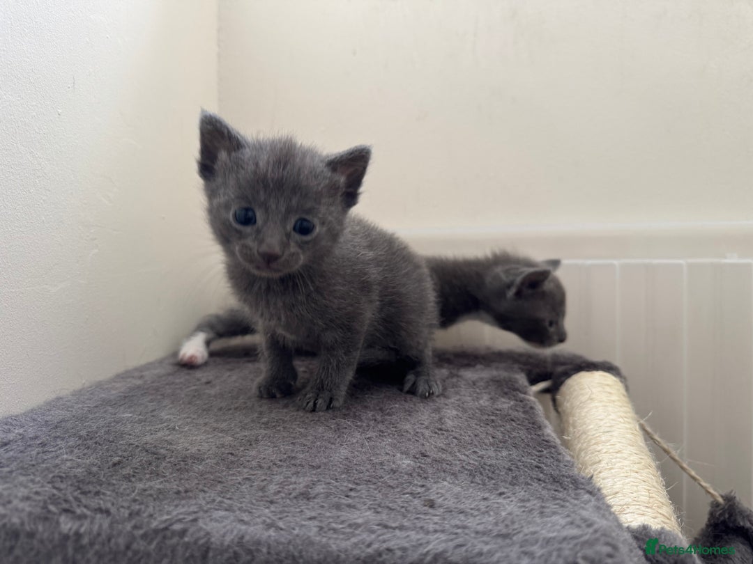 Mixed Breed cats for sale: Regular kittens - Image 3