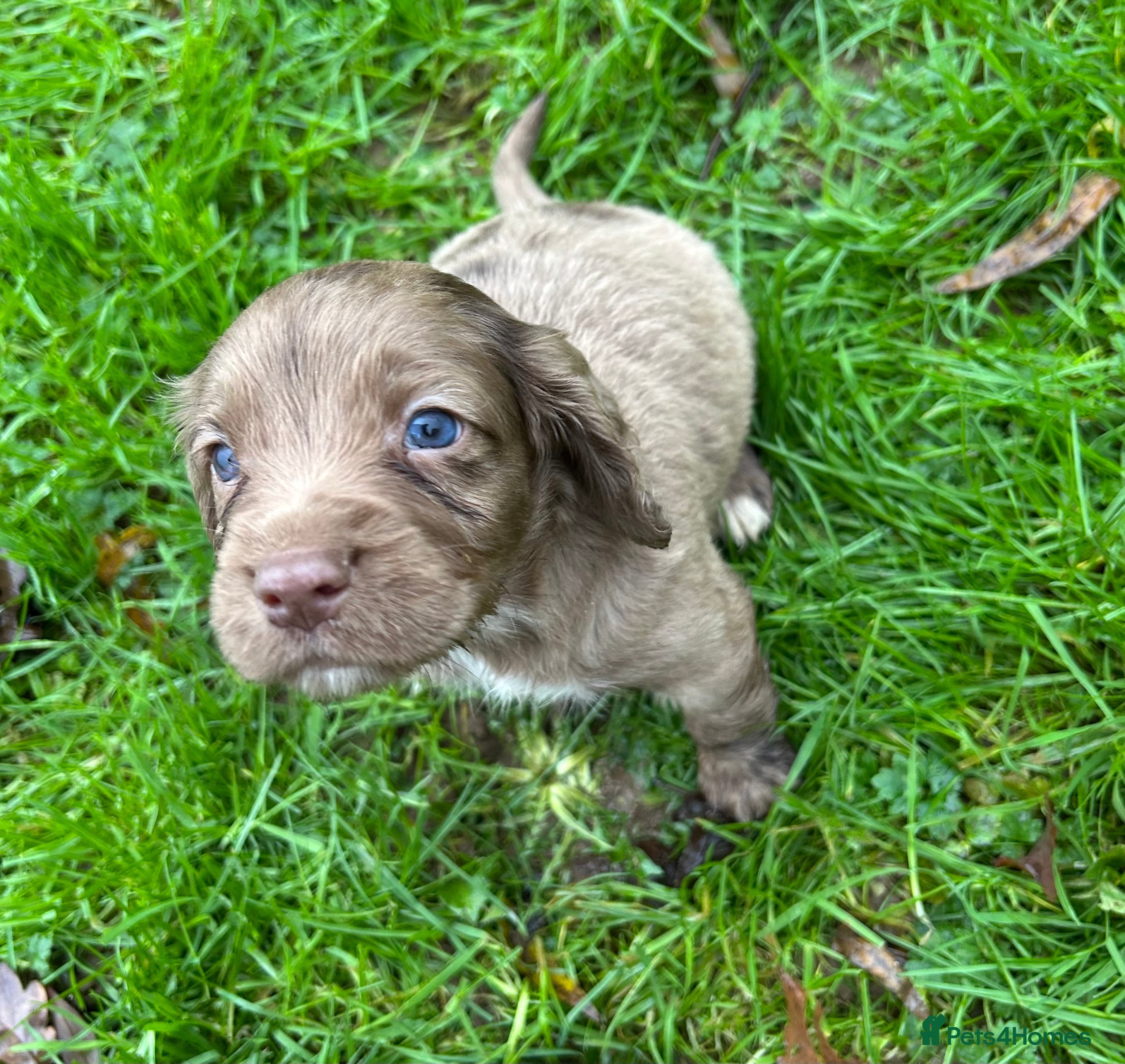 Cocker Spaniel dogs STUNNING WORKING COCKER SPANIEL PUPS - Advert 6