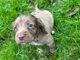 Cocker Spaniel dogs STUNNING WORKING COCKER SPANIEL PUPS - Advert 6