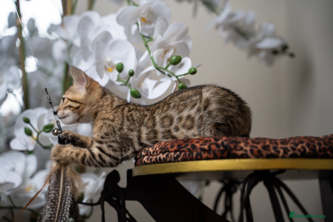 Bengal cats for sale: BABETTE-LAST available girl from the litter-TICA  - Image 5