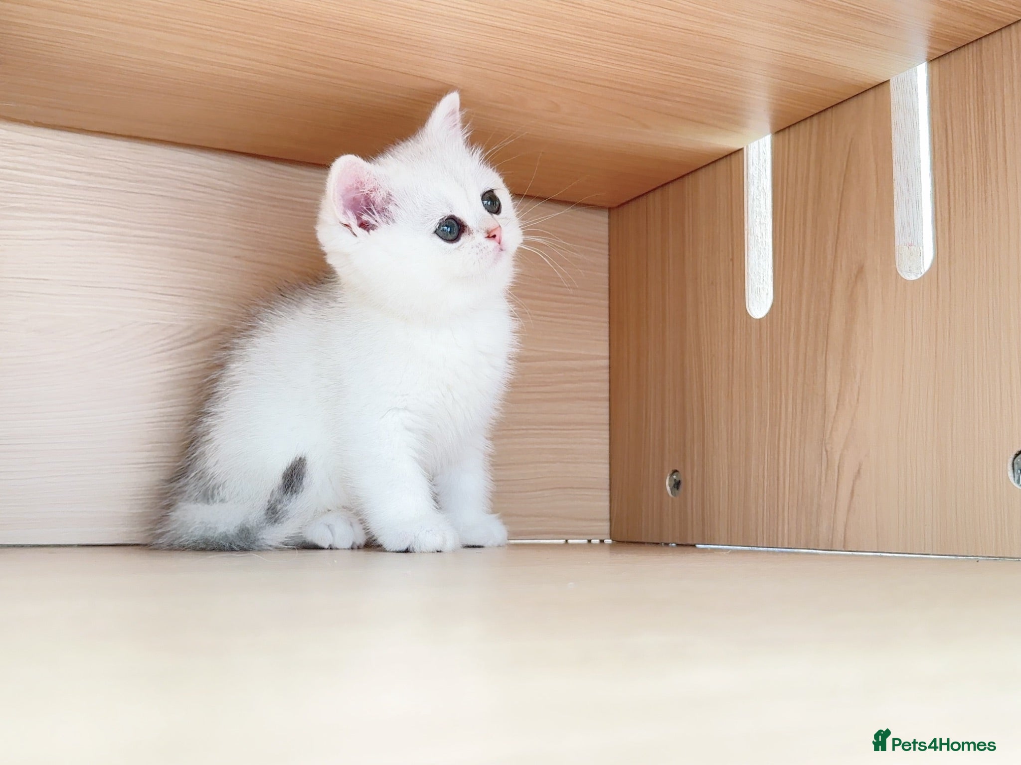 British Shorthair cats British Shorthair Silver & Golden Shaded Kittens - Advert 14