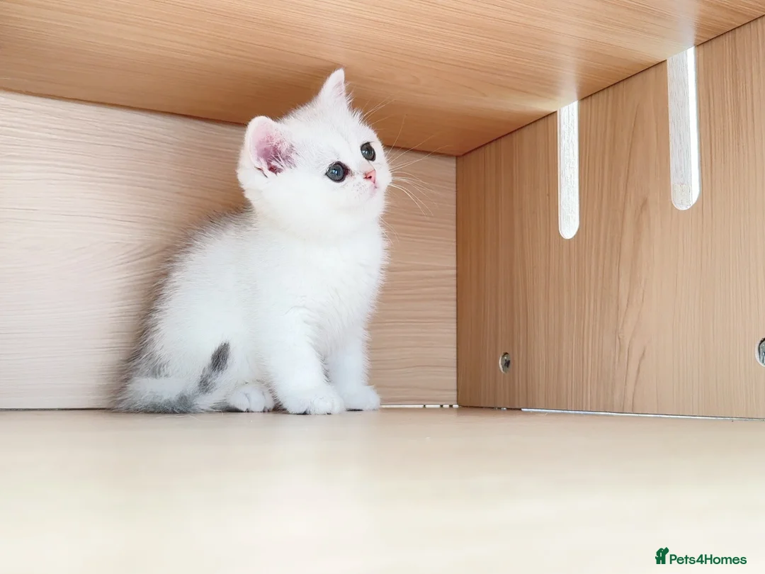 British Shorthair cats for sale: British Shorthair Silver & Golden Shaded Kittens - Advert 1