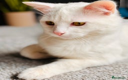 Turkish Van cats for sale: Cosmo Male white cat - Image 4
