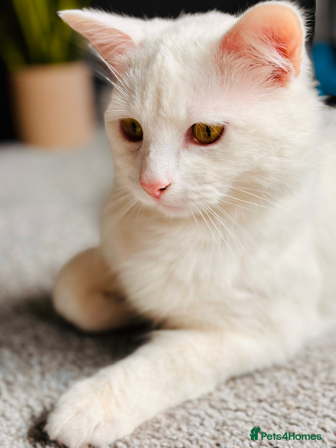 Turkish Van cats for sale: Cosmo Male white cat - Image 4