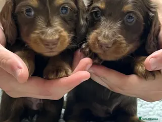 Miniature Dachshund dogs 🐾 Stunning Chocolate Cream Mini Longhair Boys ✨🐶 - Advert 18