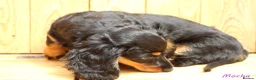 Miniature Dachshund dogs for sale: 🌟Dapple & Black Tan PRA Clear KC reg – June 26🌟 - Advert 4
