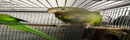 Parrots birds for sale: Superb parrot pair male and female  in Luton - Advert 6