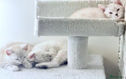 Bengal cats for sale: Pure bred Snow Bengal / Snow Leopard kittens - Image 17